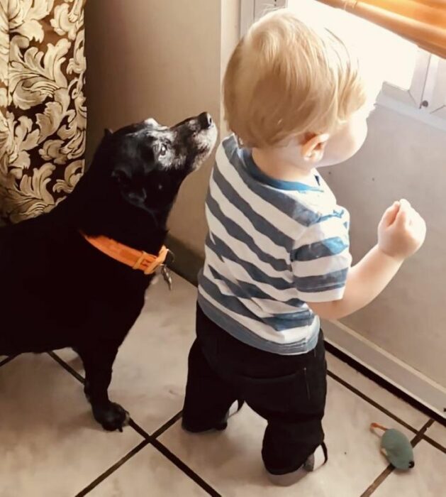 Perro y niño mirando por la ventana; 14 Perros y gatos que han envejecido junto a sus dueños