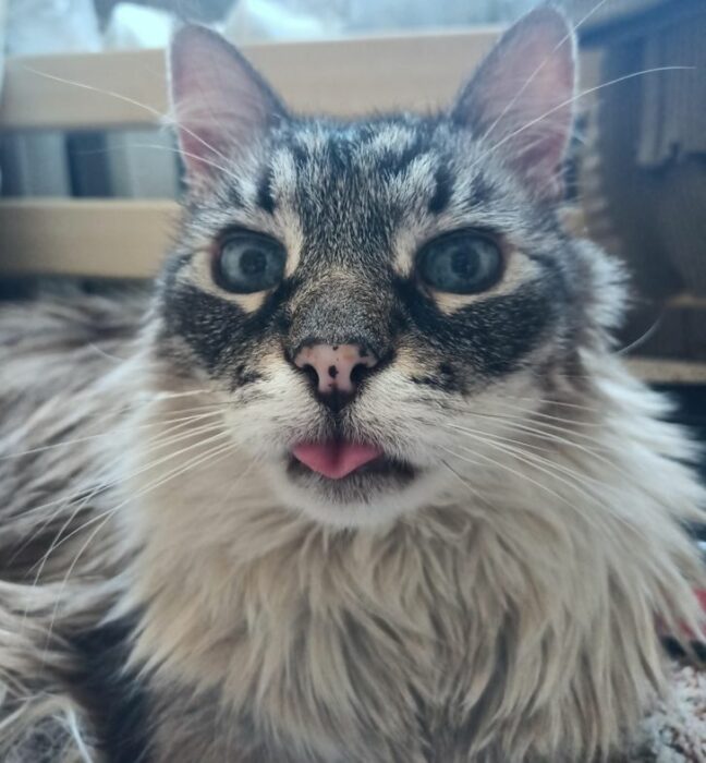 gato sacando la lengua; 14 Perros y gatos que han envejecido junto a sus dueños