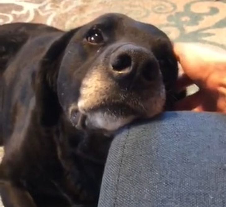 Perrito recostado sobre un sofá; 14 Perros y gatos que han envejecido junto a sus dueños