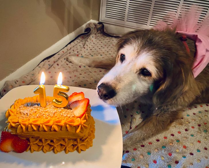 Perrito comiendo torta de cumpleaños; 13 Corsés que te harán ver como una princesa moderna
