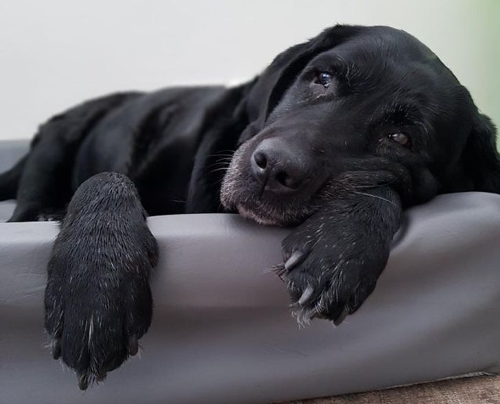 perrito recostado sobre un sofá; 14 Perros y gatos que han envejecido junto a sus dueños
