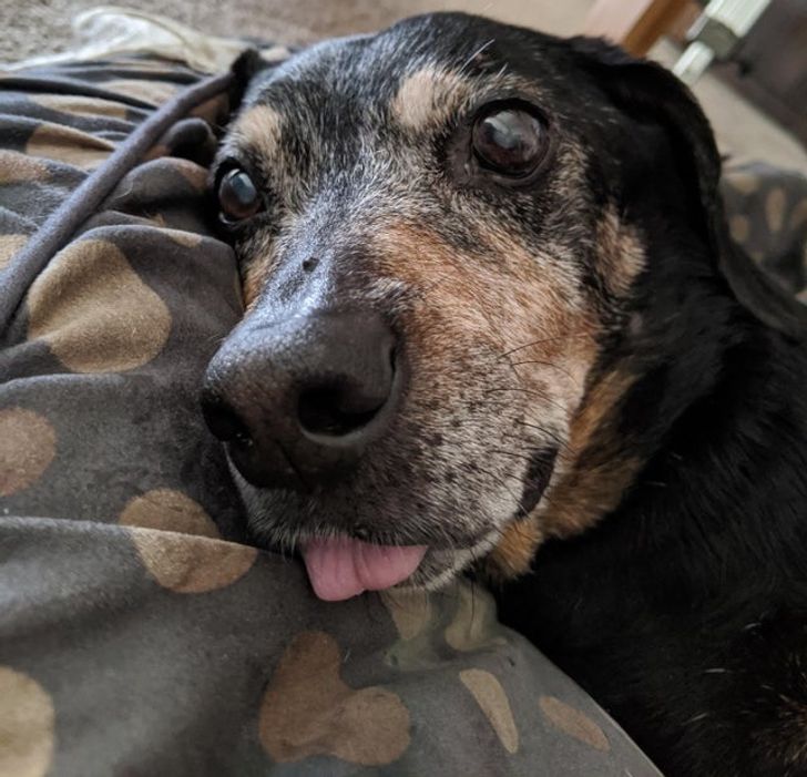 perrito sacando la lengua; 14 Perros y gatos que han envejecido junto a sus dueños