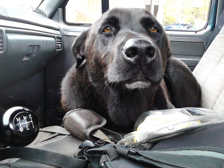 perrito dentro de un auto; 14 Perros y gatos que han envejecido junto a sus dueños