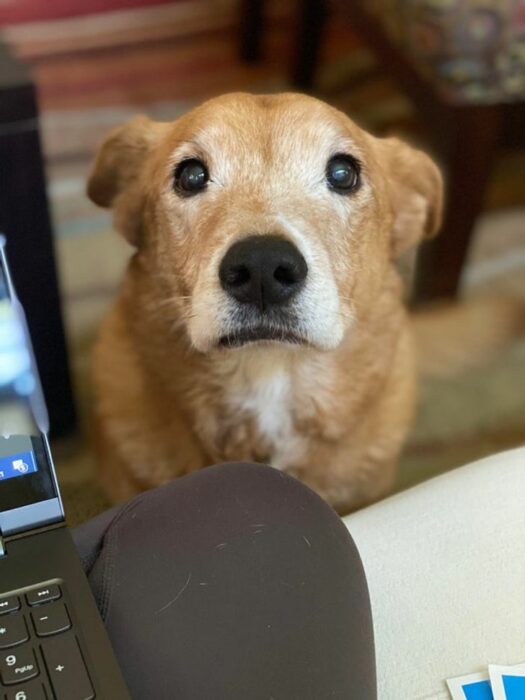 perro mirando a su dueño; 14 Perros y gatos que han envejecido junto a sus dueños