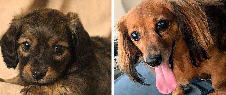 perrito sacando la lengua; 14 Perros y gatos que han envejecido junto a sus dueños