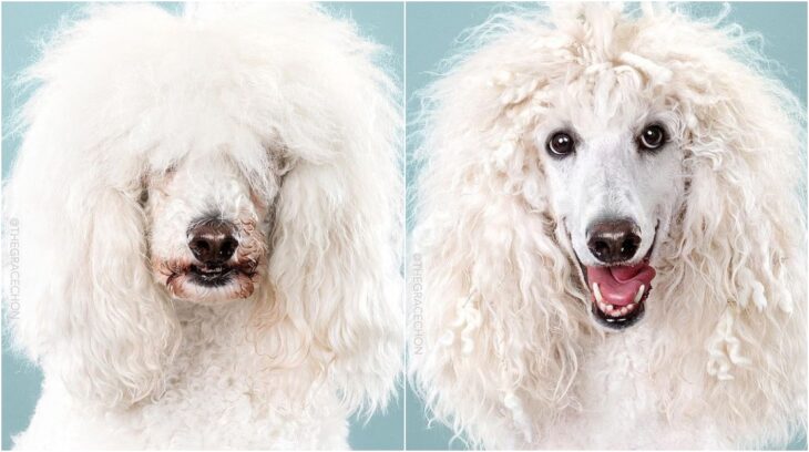 perro de gran tamaño con pelaje rizado; Perritos antes y después de un corte de cabello