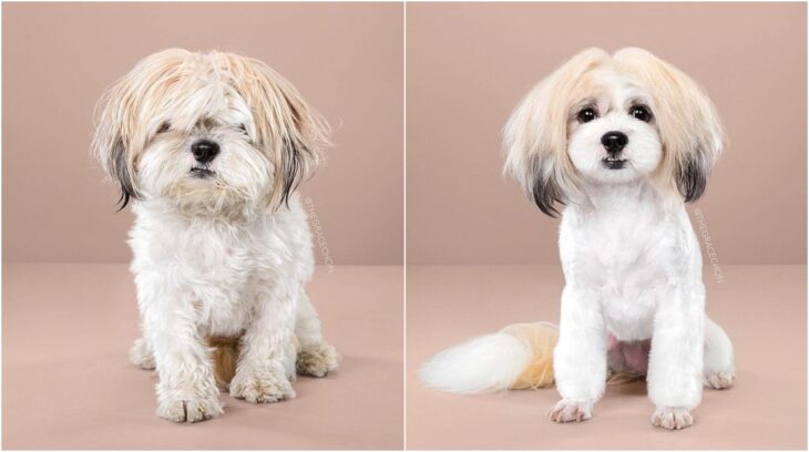 Perro con pelaje blanco con beige; Perritos antes y después de un corte de cabello