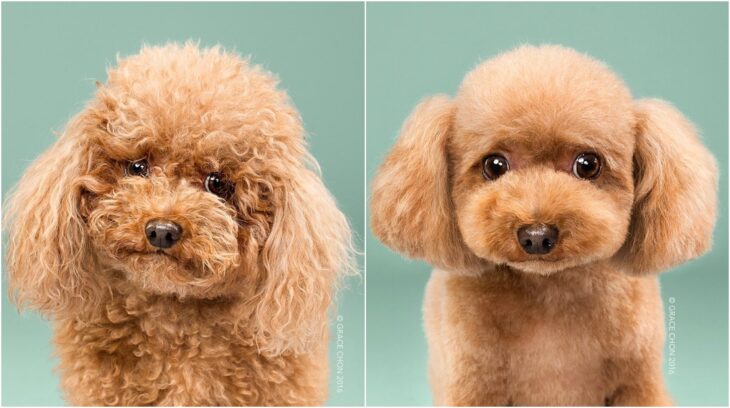 perro de pelaje rizado en tono caramelo; Perritos antes y después de un corte de cabello