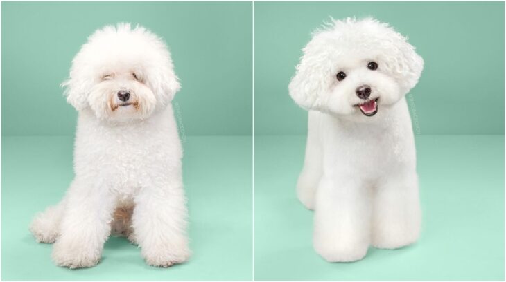 perro con rizos en tono blanco; Perritos antes y después de un corte de cabello
