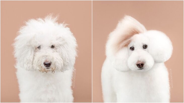 perro blanco con pelaje esponjoso; Perritos antes y después de un corte de cabello