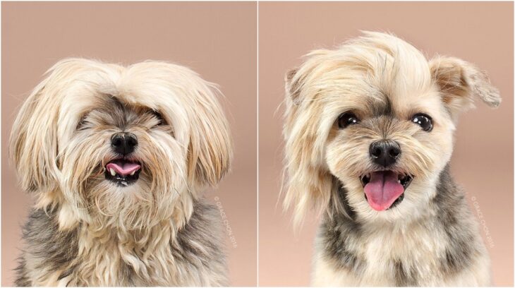 perro pequeño con pelaje dorado y negro; Perritos antes y después de un corte de cabello