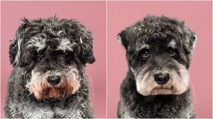 perro con pelaje rizado en tono negro; Perritos antes y después de un corte de cabello