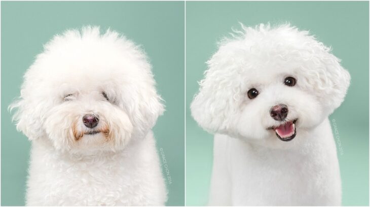 perro blanco sonriendo; Perritos antes y después de un corte de cabello