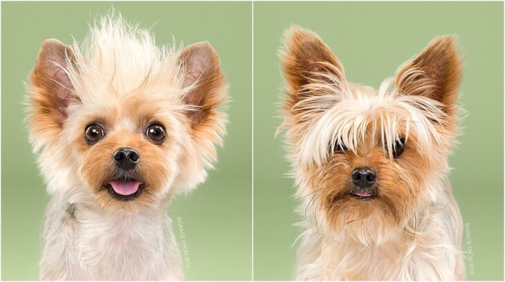 perro pequeño en tono miel; Perritos antes y después de un corte de cabello