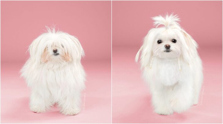 perro pequeño de pelaje blanco; Perritos antes y después de un corte de cabello