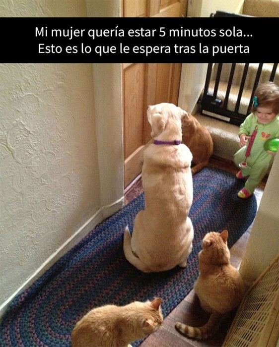 memes que reflejan a la perfección lo que viven los padres