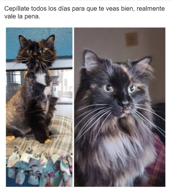 Gatito antes y después de ser rescatado, ahora sano y gordito