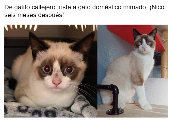 Gatito antes y después de ser rescatado, ahora sano y gordito