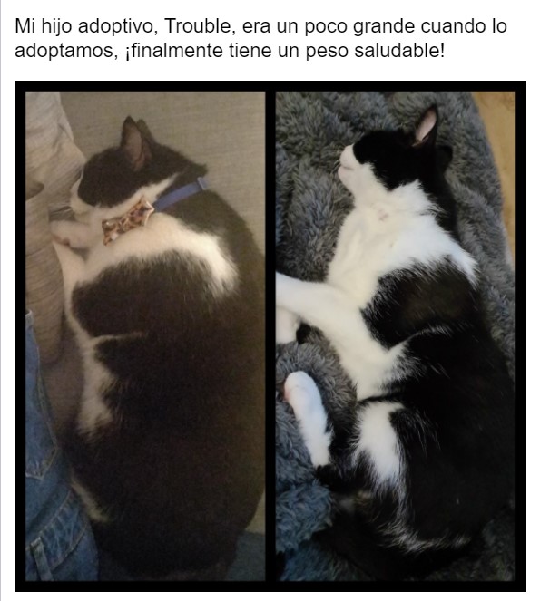 Gatito antes y después de ser rescatado, ahora sano y gordito