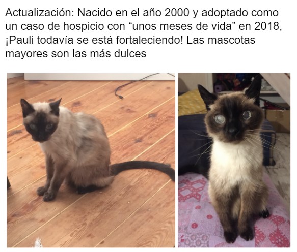 Gatito antes y después de ser rescatado, ahora sano y gordito