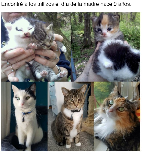 Gatito antes y después de ser rescatado, ahora sano y gordito