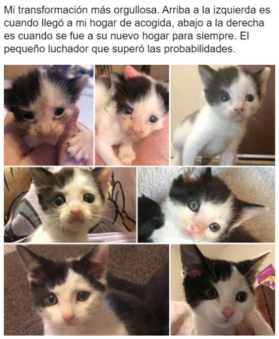 Gatito antes y después de ser rescatado, ahora sano y gordito