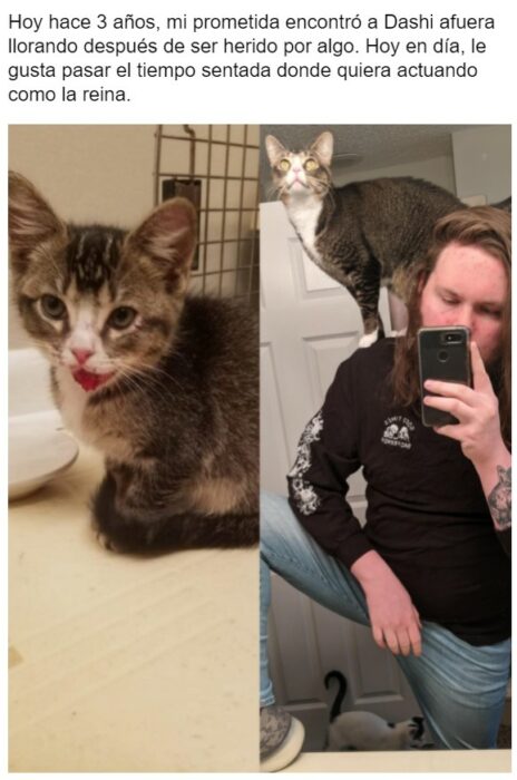 Gatito antes y después de ser rescatado, ahora sano y gordito