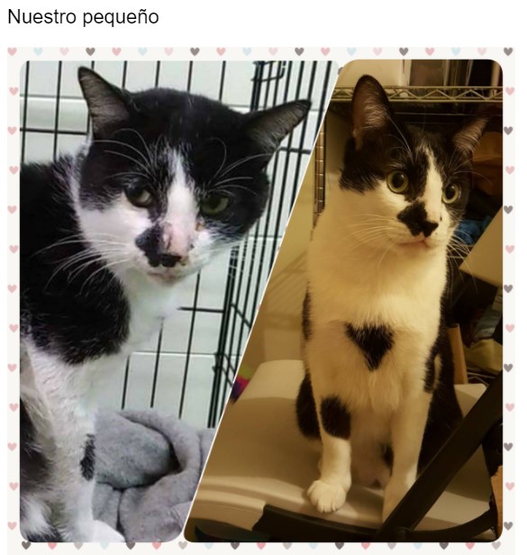 Gatito antes y después de ser rescatado, ahora sano y gordito