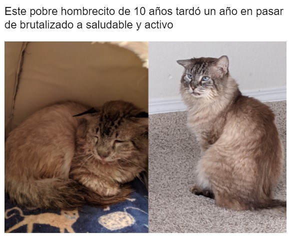 Gatito antes y después de ser rescatado, ahora sano y gordito