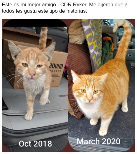 Gatito antes y después de ser rescatado, ahora sano y gordito