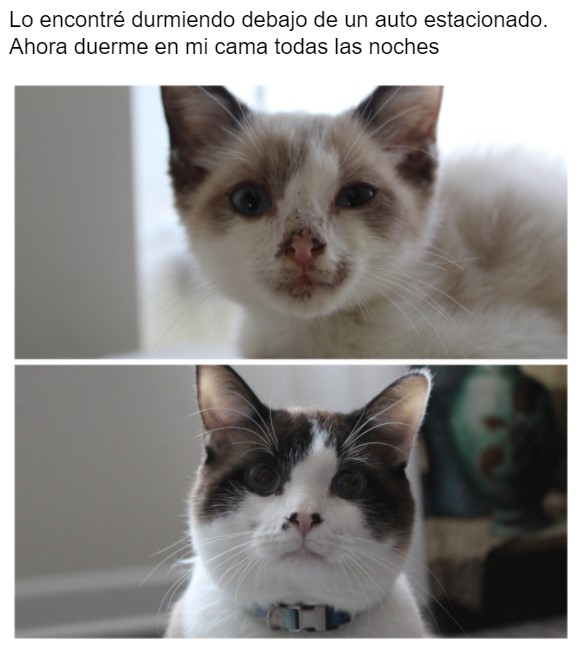 Gatito antes y después de ser rescatado, ahora sano y gordito