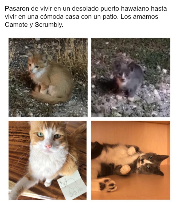 Gatito antes y después de ser rescatado, ahora sano y gordito