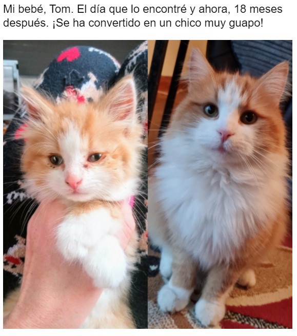 Gatito antes y después de ser rescatado, ahora sano y gordito