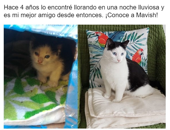 Gatito antes y después de ser rescatado, ahora sano y gordito