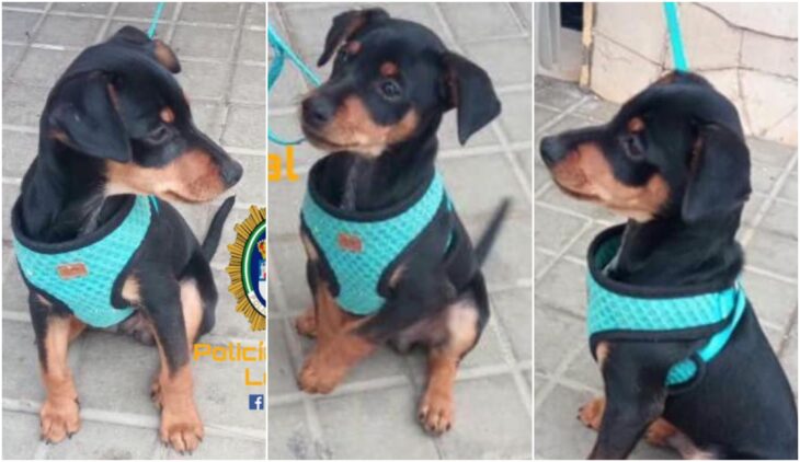 Perrito usando correa azul aguamarina; Niño perdió a su perrito y ofrece una barra de chocolate a quien lo encuentre