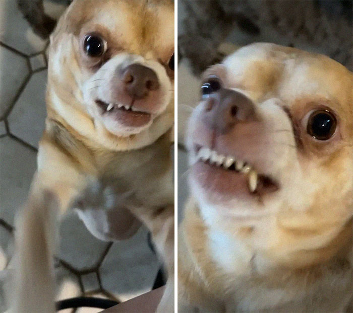 Prancer perrito que esta molesto siempre 