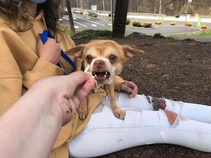 Prancer perrito que esta molesto siempre 
