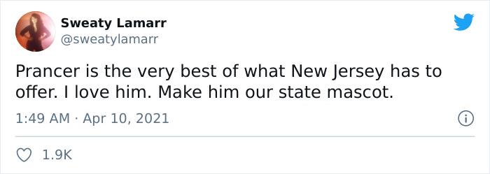 Comentarios en twitter sobre Prancer, el perrito que siempre está enojado 