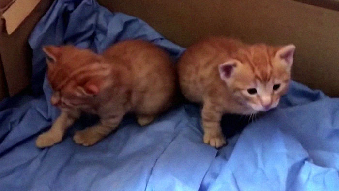 Gatitos dentro de una caja 