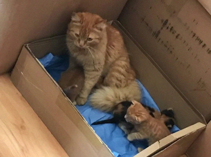 Gatita en una caja acompañando a sus gatitos 