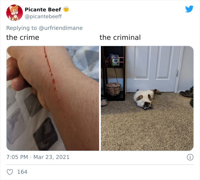 Publicación en twitter de gatitos atrapados destruyendo cosas