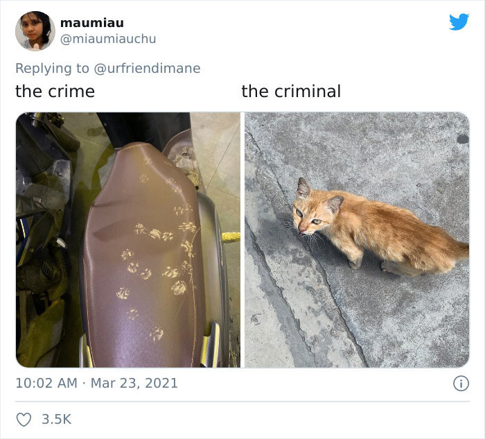 Publicación en twitter de gatitos atrapados destruyendo cosas