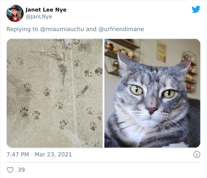 Publicación en twitter de gatitos atrapados destruyendo cosas