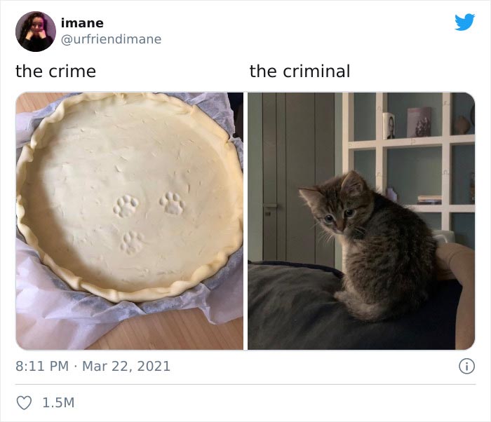 Publicación en twitter de gatitos atrapados destruyendo cosas