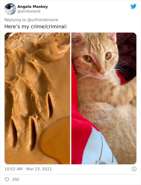Publicación en twitter de gatitos atrapados destruyendo cosas
