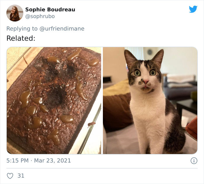 Publicación en twitter de gatitos atrapados destruyendo cosas