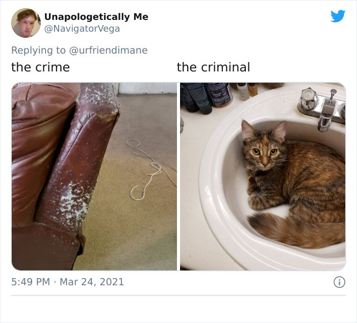 Publicación en twitter de gatitos atrapados destruyendo cosas