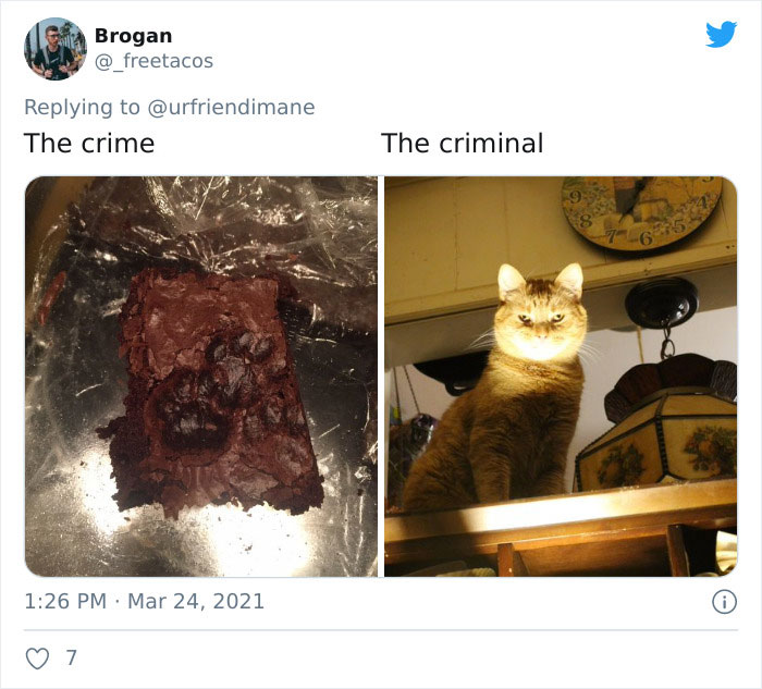 Publicación en twitter de gatitos atrapados destruyendo cosas
