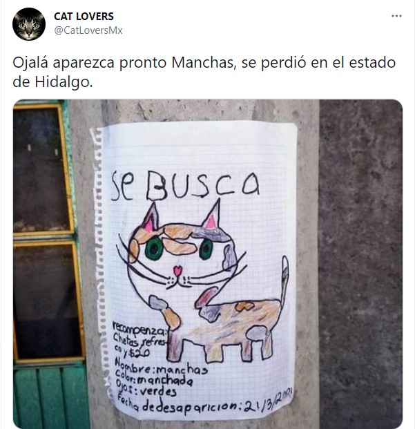 Comentario en Twitter en el que se busca un gato perdido