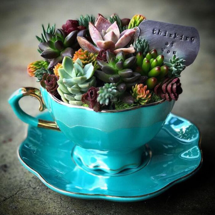 Mini jardín en taza azul con diversas suculentas y un pequeño cartel